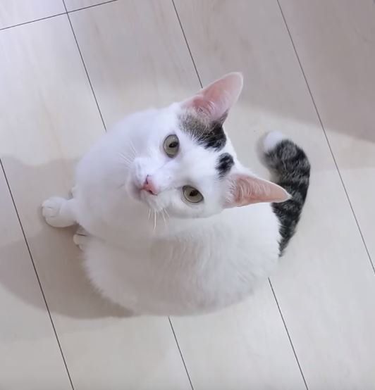 猫のチロくん
