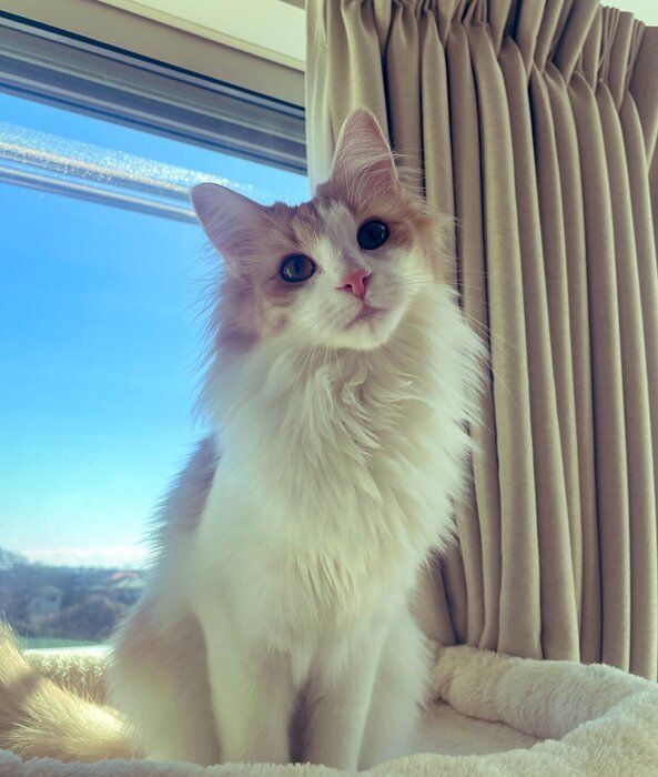 1才のノルウェージャンフォレストキャット