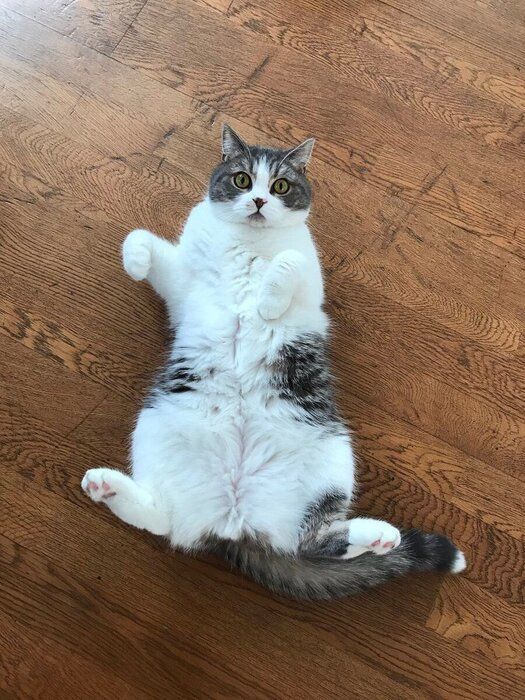 へそ天する猫