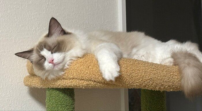 スヤスヤ眠るにこちゃん