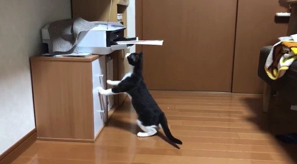 プリンターに興味津々の猫