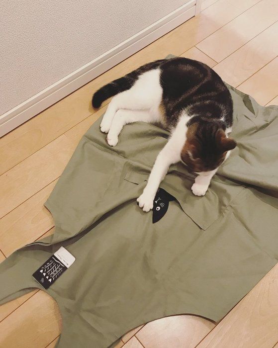 エプロンと猫