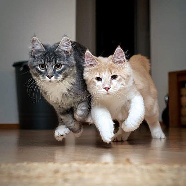 並んで走る猫