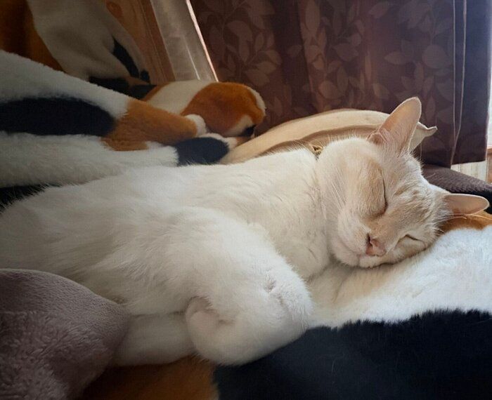 飼い主さんのそばで眠るロニーくん