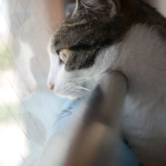 外を見る猫