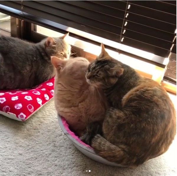 猫鍋