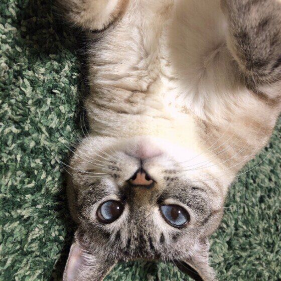 見つめる猫