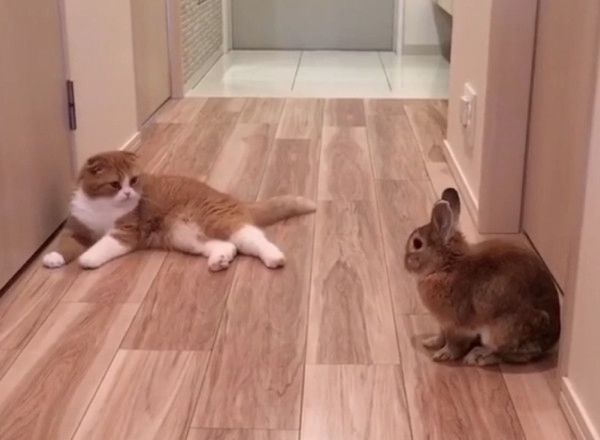 うさぎと見つめ合う猫