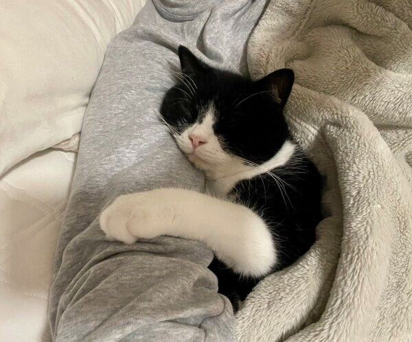 飼い主さんの腕枕で眠るたろうくん
