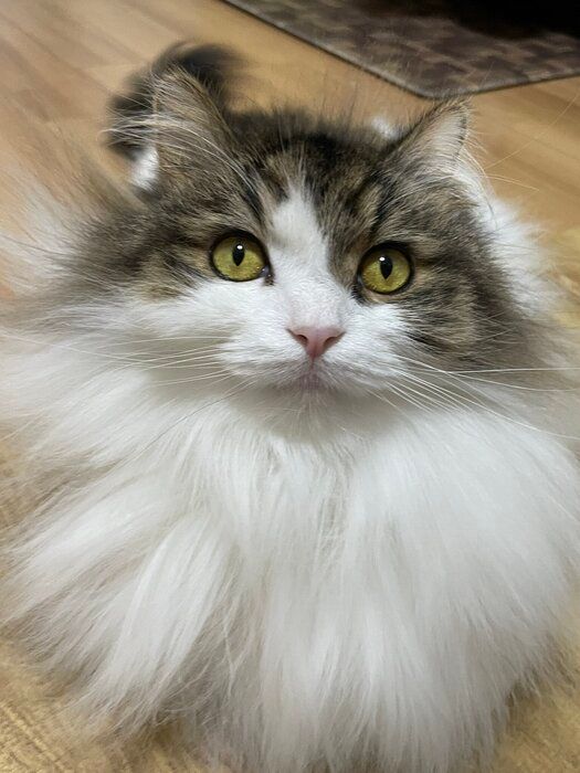 飼い主を見るサイベリアン