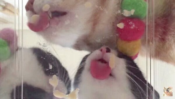 ちゅ〜るを食べるむーくんと先輩猫