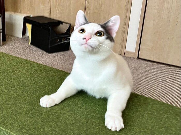 真剣な顔をして遊ぶ子猫時代のトルテくん