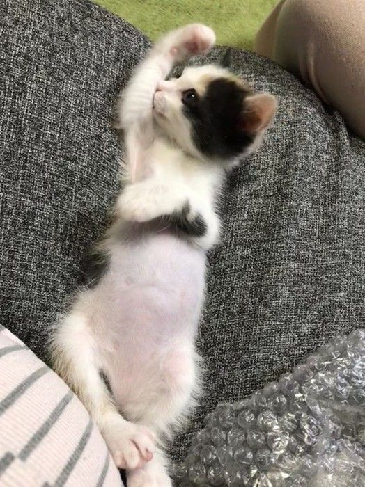 ミケのにこちゃん