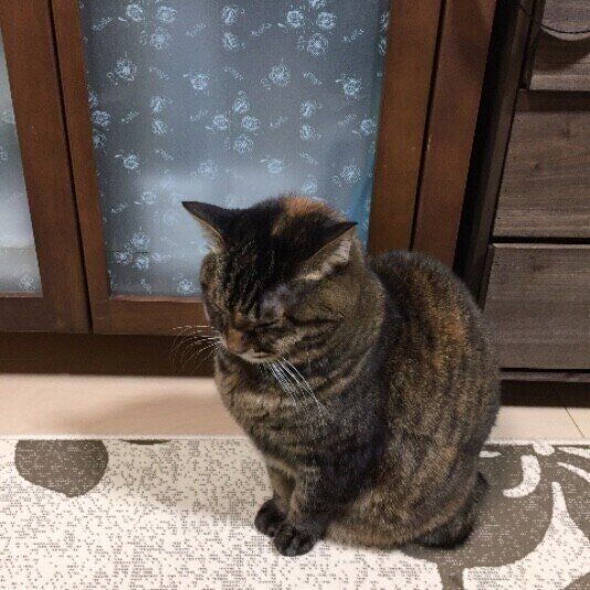 立ったまま眠る猫