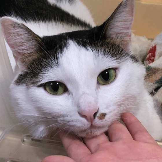 見つめる猫