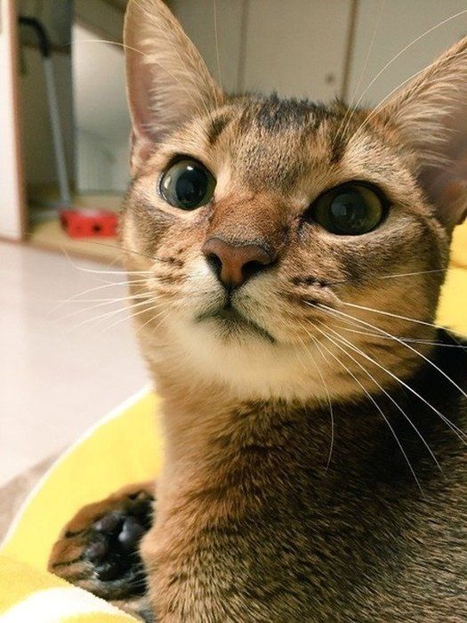 カメラ目線のアビシニアン