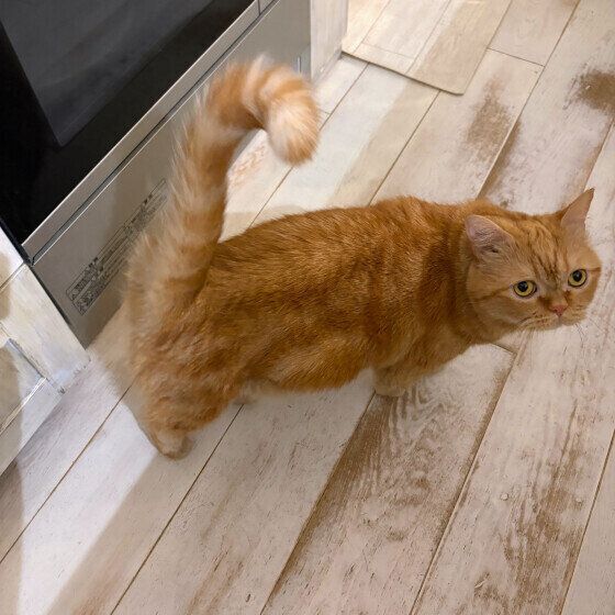エキゾチックショートヘアのゆずちゃん