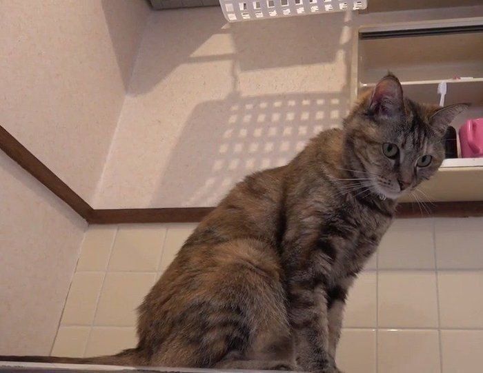 凝視する猫