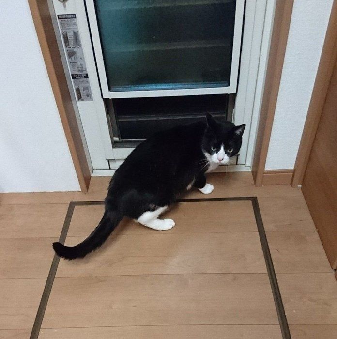 画像/2018年4月号「春は猫もソワソワ、ワクワク。猫の恋劇場」