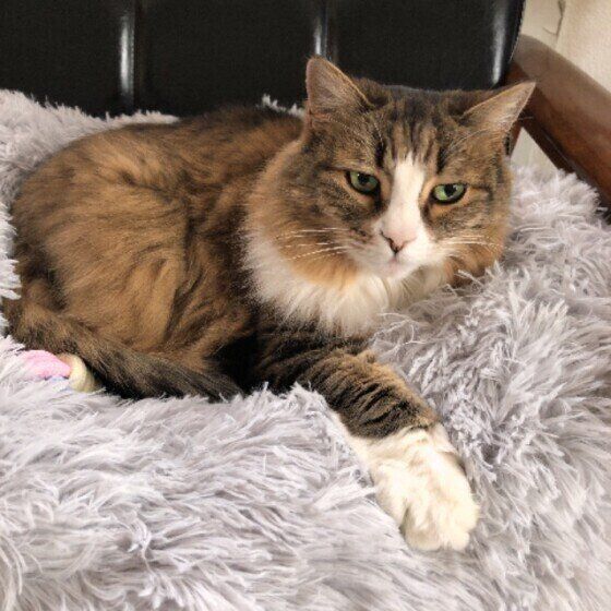 くつろぐノルウェージアンフォレストキャット
