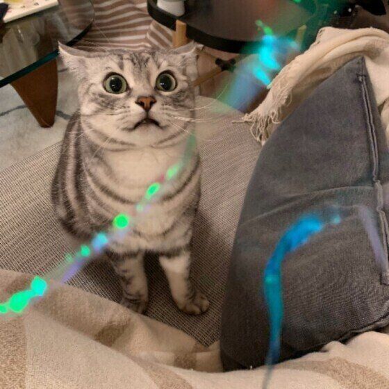 アメリカンショートヘア 小鉄くん
