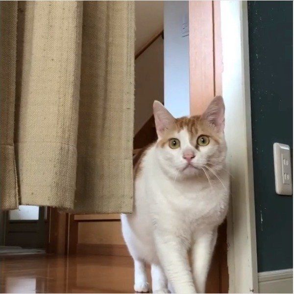 泥棒ニャンコ