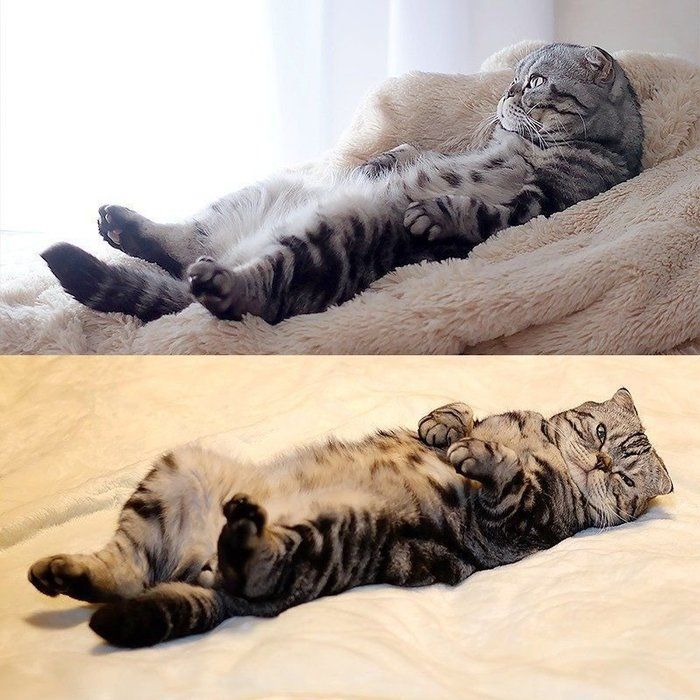 @tacos_cat