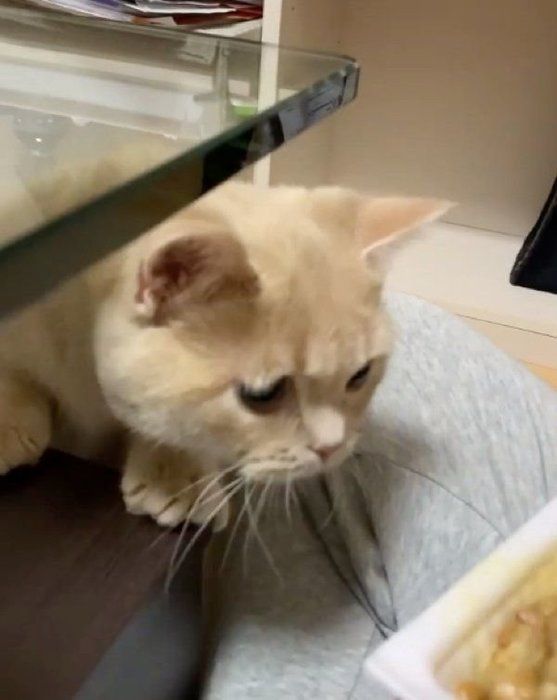 納豆をガン見するむぎくん