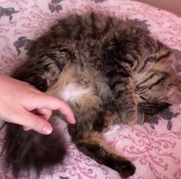 眠る猫