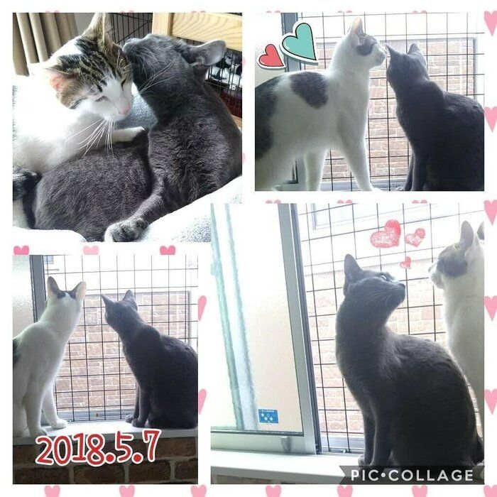 窓からの転落・脱走・網戸のぼり防止に