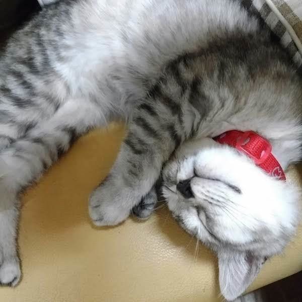 マリン