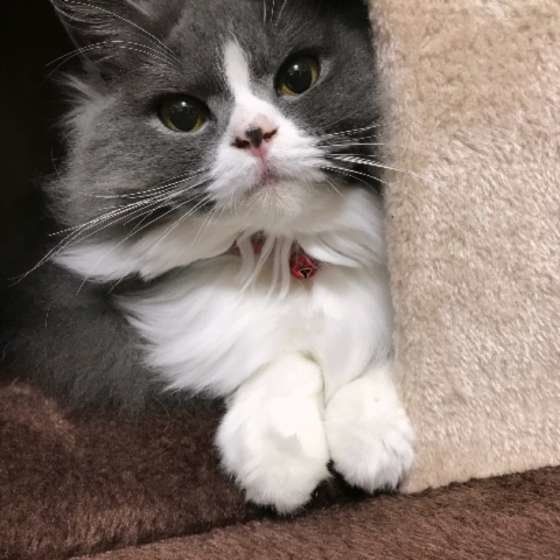 見つめるブリティッシュショートヘア