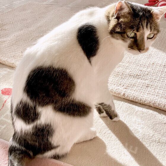 背中を向ける黒白猫