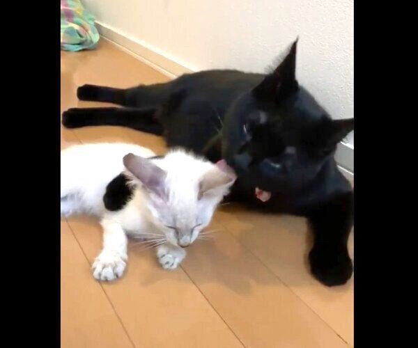 シロちゃんのことを舐めてあげるミナちゃん