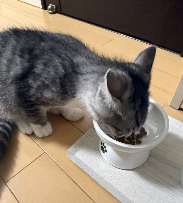 ゴハンを食べるしまくん