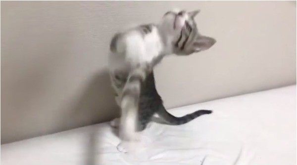 首ガクガクニャンコ