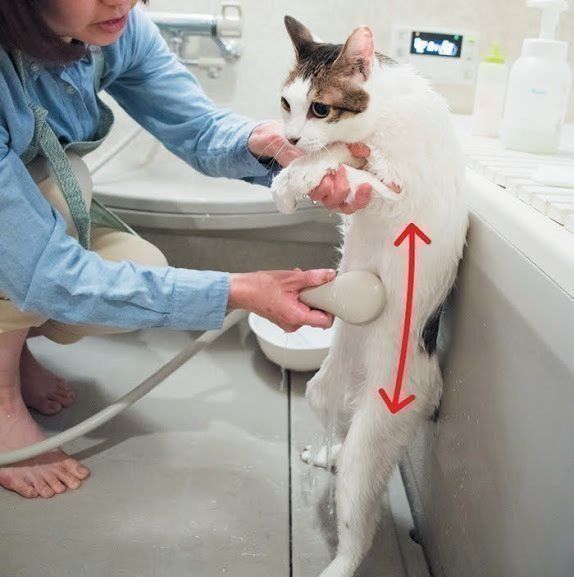 体にシャワーを当てられている猫