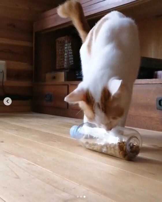 ペットボトルコロコロで遊ぶジョーくん