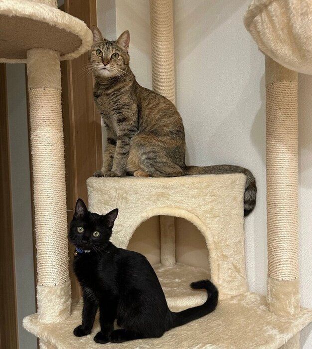 キャットタワーに集まるぼたんちゃん、すみれちゃん
