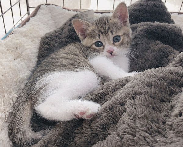 見つめる子猫