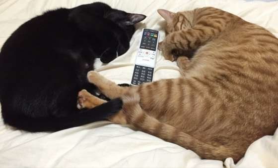 シンクロする猫