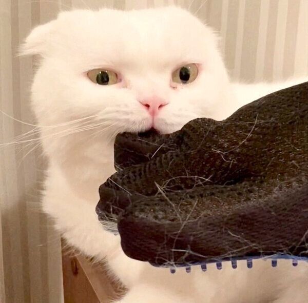 グローブを噛むむくちゃん