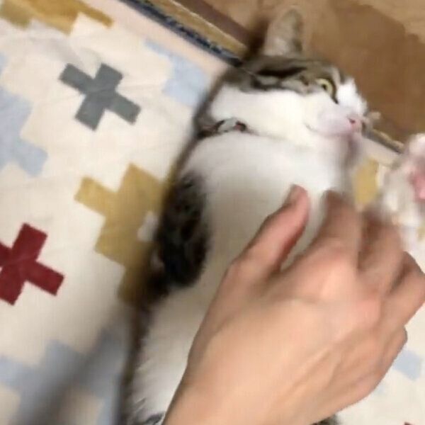 ナデナデを避けるとおふくん