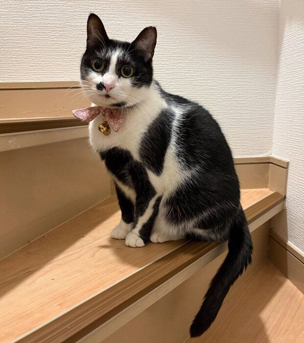 まんまるな目が可愛いふくちゃん