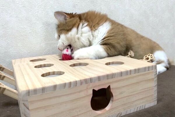 セルフモグラたたきをする秀吉くん