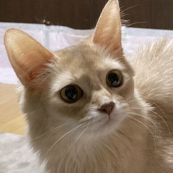 ソマリのメイちゃん