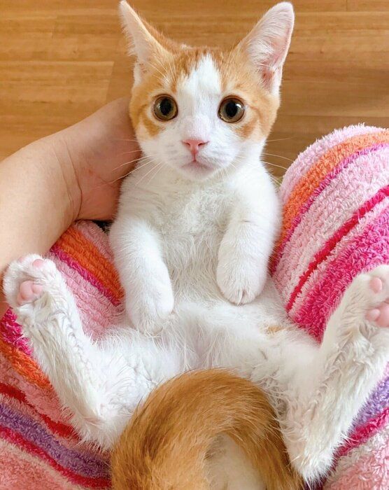 子猫時代のもち丸くん