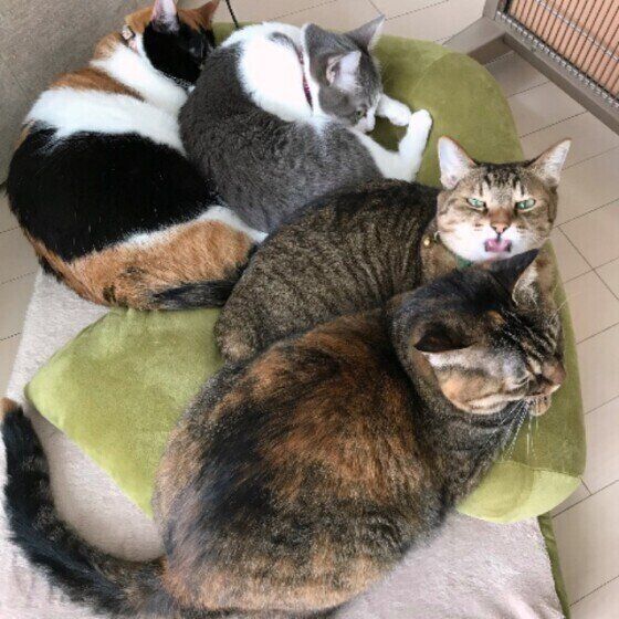 密になる猫たち