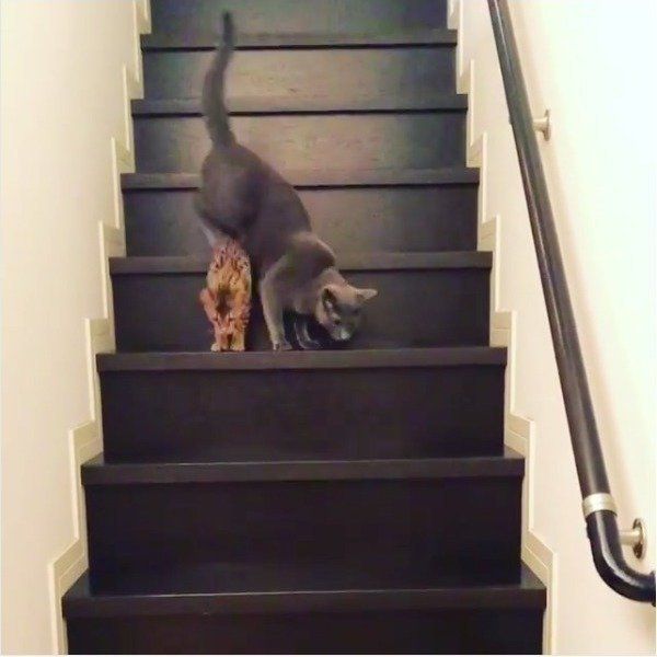 階段でたわむれるニャンズ