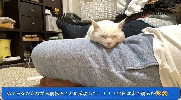 膝の上で寝るハク様